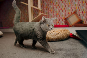Cuddle with Blue anyone?