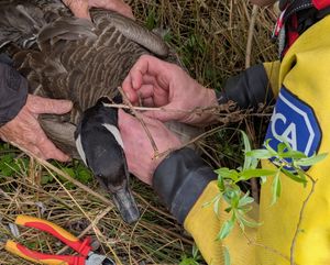 The goose had a fishing hook caught in her beak
