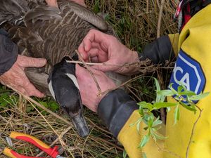 The goose had a fishing hook caught in her beak