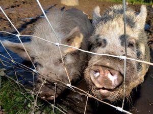 Supporting image for story: Community farm looking for help to save animals