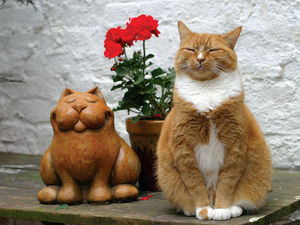 Supporting image for story: Stourbridge charity shop need volunteers who are cool for cats