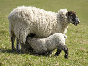 Supporting image for story: Police investigating after dozens of ewes stolen in Powys sheep-snatching
