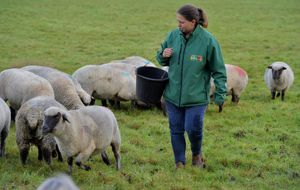 There has been a spate of thefts at the farm this year