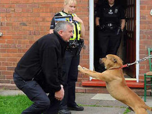 Supporting image for story: Arrest after illegal pit bull is found in raid