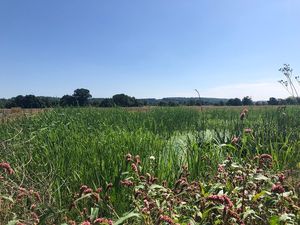 Supporting image for story: Phosphate pollution removal scheme near Shropshire border could pave way for 4,000 new homes