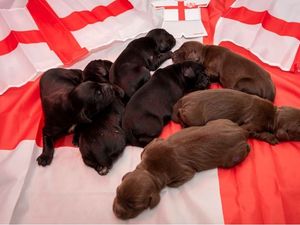 Supporting image for story: Hey Jude: Police name puppy recruits after England football heroes