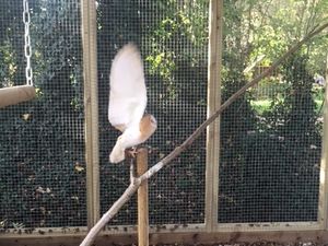 Supporting image for story: Bunnies, piglets and goats to become star attraction at Wolverhampton centre