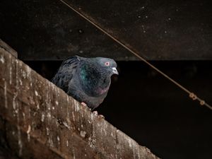 Supporting image for story: Seven-week plan to 'pigeon proof' Shrewsbury railway bridges