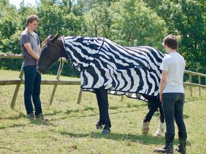 Supporting image for story: Zebra stripes cause flies to make uncontrolled landings