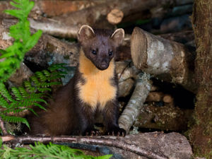 Supporting image for story: Pine martins given boost for future