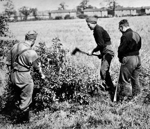 German prisoners of war start work on preparing a housing site at Bushbury, Wolverhampton, in June 1945.