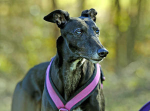 Annie is an ex-racing greyhound who had been very aggressive before meeting Nikki