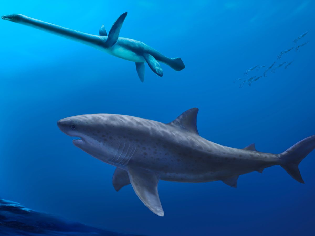 Monstrous shark ruled ancient Australian seas before megalodon, researchers say