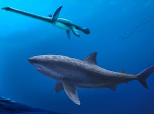 Supporting image for story: Monstrous shark ruled ancient Australian seas before megalodon, researchers say