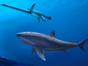 Supporting image for story: Monstrous shark ruled ancient Australian seas before megalodon, researchers say