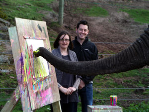 ​Elephant Five enjoyed a spot of painting at West Midlands Safari Park in 2004, watched on by visitors to the attraction in Bewdley. Five, who arrived at the park 2016, was 13 when this image was taken. Elephants remain one of the main attractions at the expansive park.