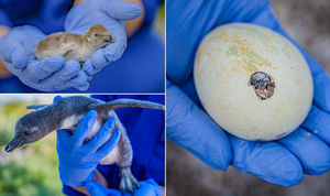 The first images show the chicks undergoing regular weigh-ins as they more than triple in size in the first three weeks of life 
