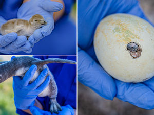 Supporting image for story: Ten rare penguin chicks named after celestial wonders after hatching at Chester Zoo - with one being raised by a same-sex couple