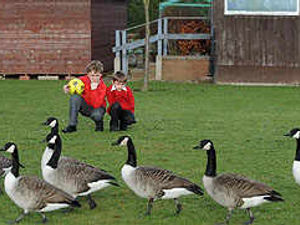 Supporting image for story: Geese invade Staffordshire school