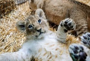 Three lion cubs that have been born at West Midlands Safari Park, Bewdley, Worcestershire.  