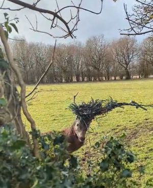 The deer became entangled in barbed wire and electric fencing. Photo: RSPCA