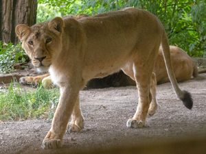 Supporting image for story: Here's the first pictures of Dudley Zoo's new summer arrivals