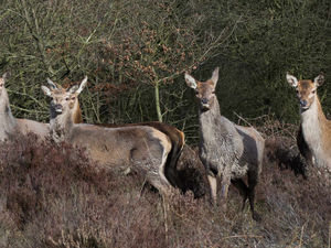 Supporting image for story: What special relationship?