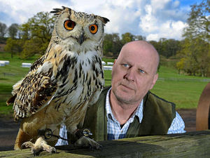 Supporting image for story: Eagle-eye for spectacular birds at British Falconry & Raptor Fair in Newport