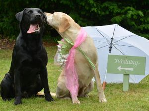 Supporting image for story: Dorothy Clive Garden's to host wedding with a difference