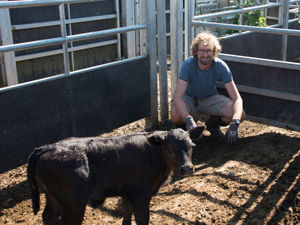 Supporting image for story: Youth worker pitches in with cows at Market Drayton farm