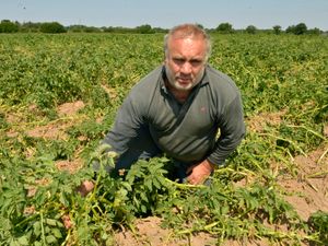 Supporting image for story: Water pipe burst hits big potato crop near Shrewsbury