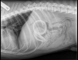 The X-ray showing the tennis balls in Loki's stomach.