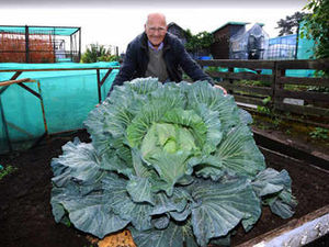 Supporting image for story: Massive cabbage is stalk of the town