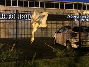 Supporting image for story: Trapped swan rescued after crashing into fence on Oldbury industrial estate
