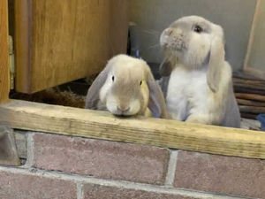 Supporting image for story: Rescue rabbits are looking for new homes says the RSPCA