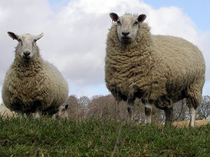 Supporting image for story: Sheep freed from mud by fire crews