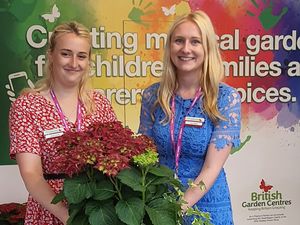 Supporting image for story: Garden centres launch new signature Hydrangea Red Butterfly at RHS Chelsea Flower Show