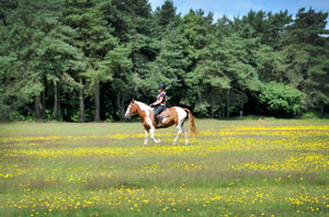 Riding across Cannock Chase

