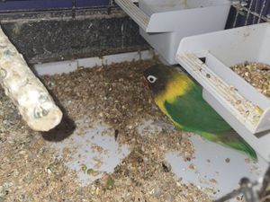 Supporting image for story: Suspected modern day slavery gang and 'Geoffrey the lovebird' discovered at Tipton cannabis farm 