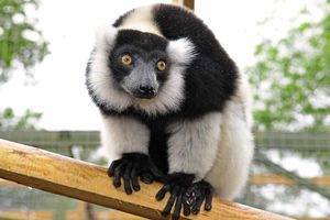 Hoo Farm Animal Kingdom