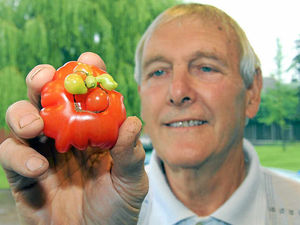 Supporting image for story: Weird-shaped tomato leaves grower puzzled