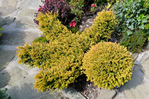 Tony and Marie Newton’s Four Seasons garden in Walsall