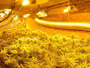 Supporting image for story: Cannabis factories sparking blazes