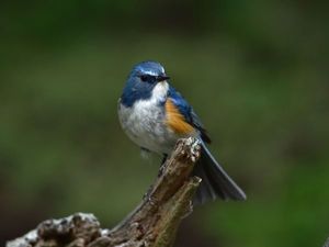 Supporting image for story: Twitchers' hearts flutter as Russian bird seen for the first time in Shropshire