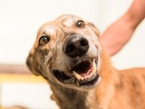 Supporting image for story: Happy rescue pets part of Wolverhampton campaign for pet lovers