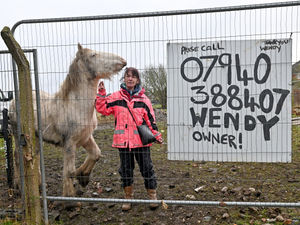 Supporting image for story: Horse rescue operator in bitter Wolverhampton land dispute told to leave site today