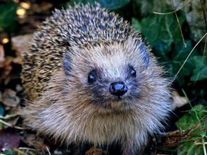 Supporting image for story: Hedgehogs do not sunbathe, Ludlow charity warns