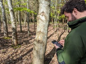 Supporting image for story: New high-tech app to streamline woodland surveys for landowners