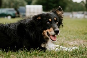 Shrewsbury Live 2019