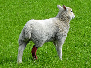 Supporting image for story: Farming Talk: Honey helped with healing of lamb's leg